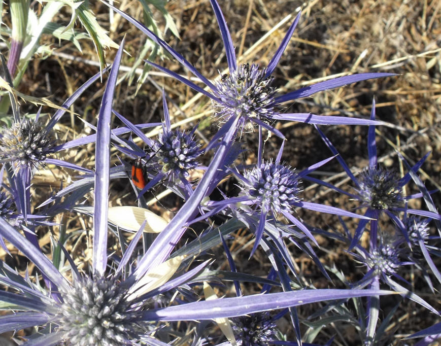 Stictoleptura cordigera